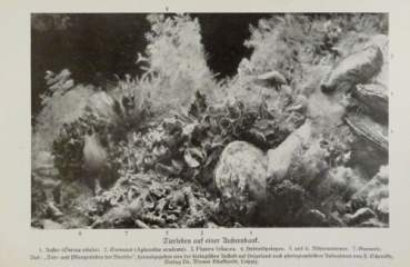 1926 - Tierleben auf einer Austernbank / Herzmuschel, ... - alter Druck